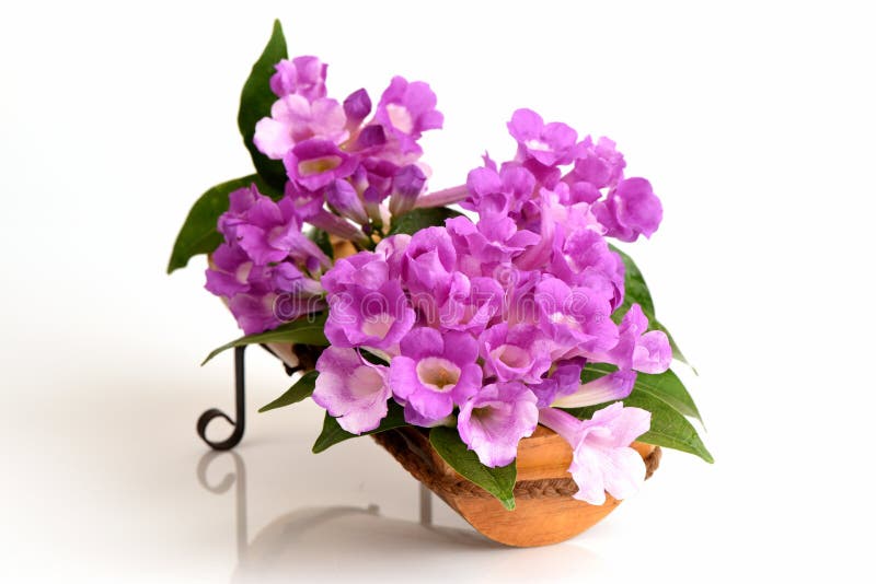 Garlic vine, flowers. stock image. Image of flowers, fragrant 83965323