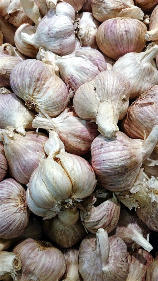 Garlic stock image. Image of flavor, nutritional, bulb 54609523