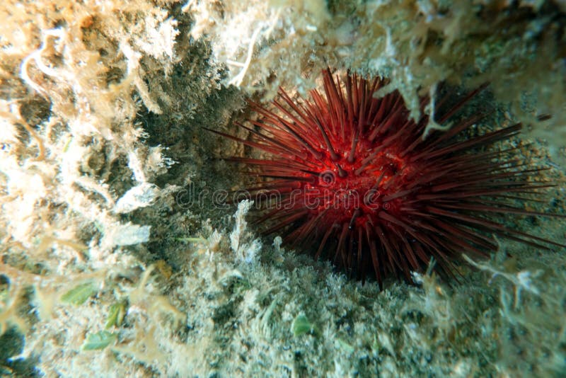 Garnement intelligent de la Mer Rouge photo stock Garnement intelligent de la Mer Rouge photo stock