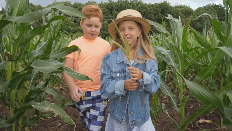 Garota bonita segurando a mão no pé de milho e dizendo algo a sua amiga enquanto passava pelo campo de milho na fazenda orgânica