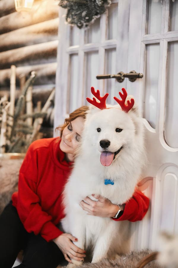 Garota feliz no suéter vermelho do ano novo senta nas escadas e abraçando um cachorro branco e giro, Samoyed, com chifres de vead fotografia de stock Garota feliz no suéter vermelho do ano novo senta nas escadas e abraçando um cachorro branco e giro, Samoyed, com chifres de vead fotografia de stock