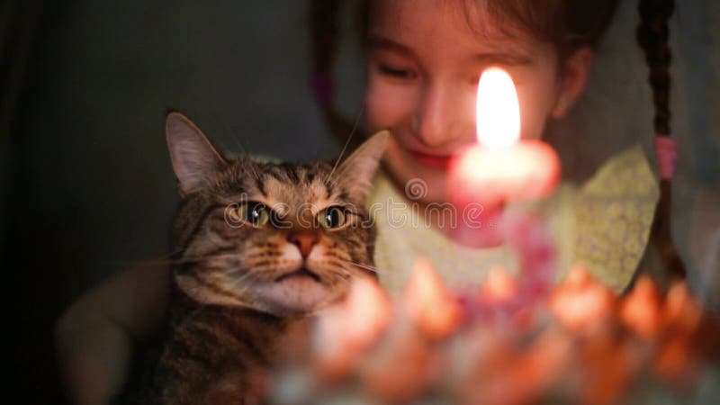 Feliz Aniversário Gatos Engraçados Dançando Vídeo Desejo Modelo