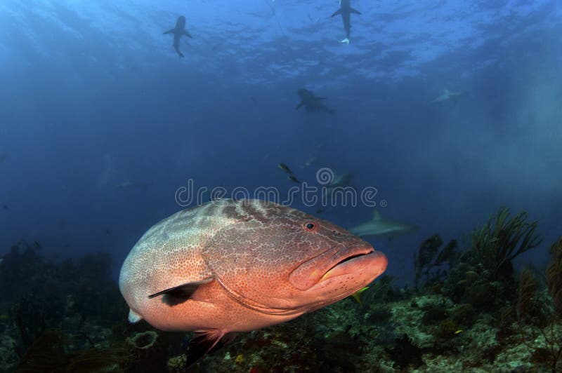 A grouper avoiding a pack of sharks. A grouper avoiding a pack of sharks