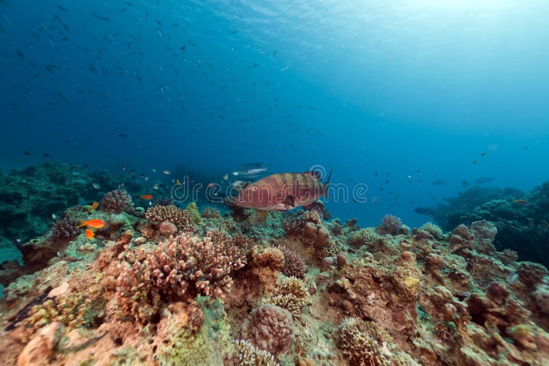Garoupa coral e recife tropical no Mar Vermelho. fotos de stock Garoupa coral e recife tropical no Mar Vermelho. fotos de stock