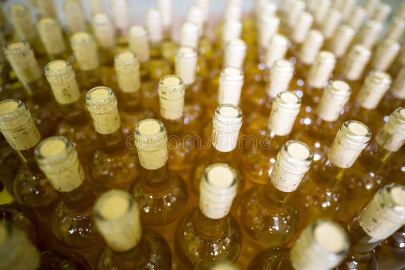 White wine bottles in a winery ordered for labeling before packed and shipped for sale. White wine bottles in a winery ordered for labeling before packed and shipped for sale.