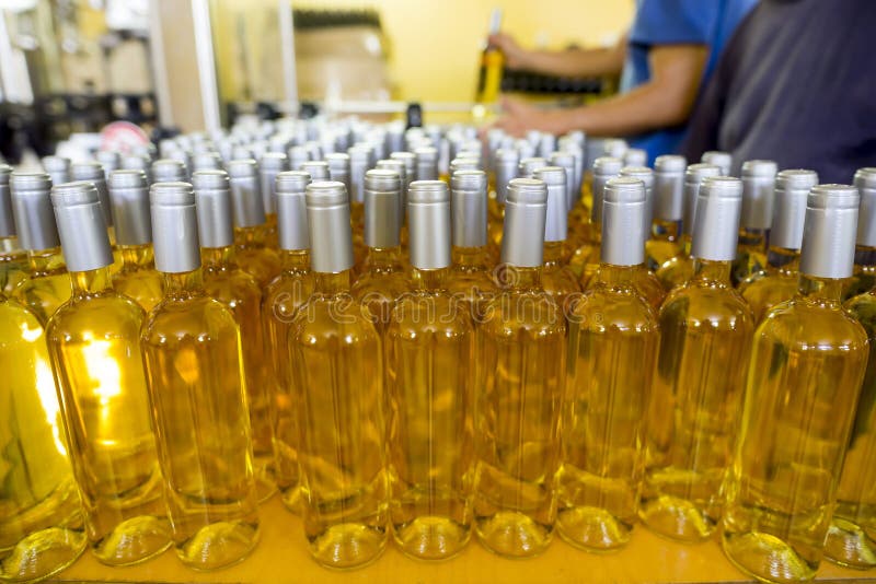 White wine bottles in a winery ordered for labeling before packed and shipped for sale. White wine bottles in a winery ordered for labeling before packed and shipped for sale.