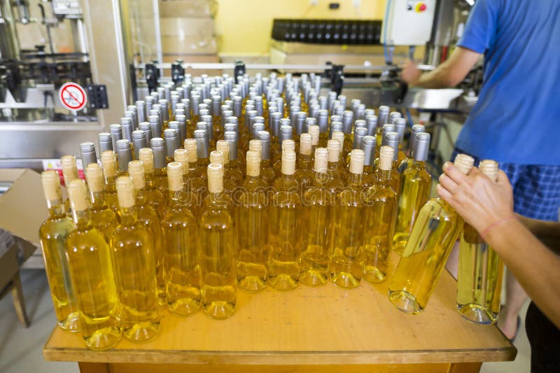 White wine bottles in a winery ordered for labeling before packed and shipped for sale. White wine bottles in a winery ordered for labeling before packed and shipped for sale.