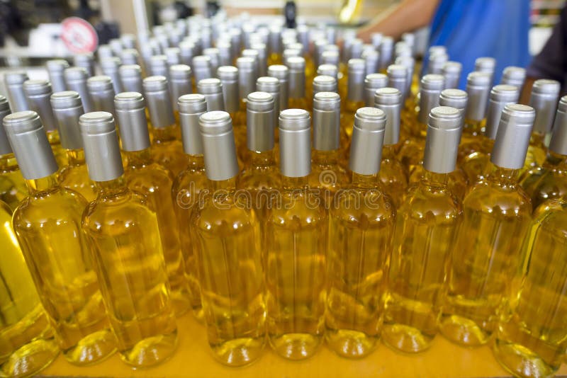 White wine bottles in a winery ordered for labeling before packed and shipped for sale. White wine bottles in a winery ordered for labeling before packed and shipped for sale.