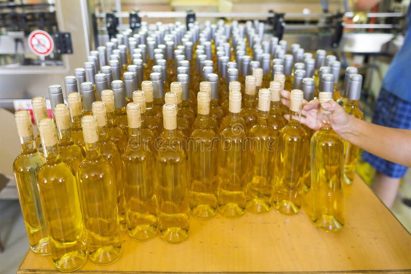 White wine bottles in a winery ordered for labeling before packed and shipped for sale. White wine bottles in a winery ordered for labeling before packed and shipped for sale.