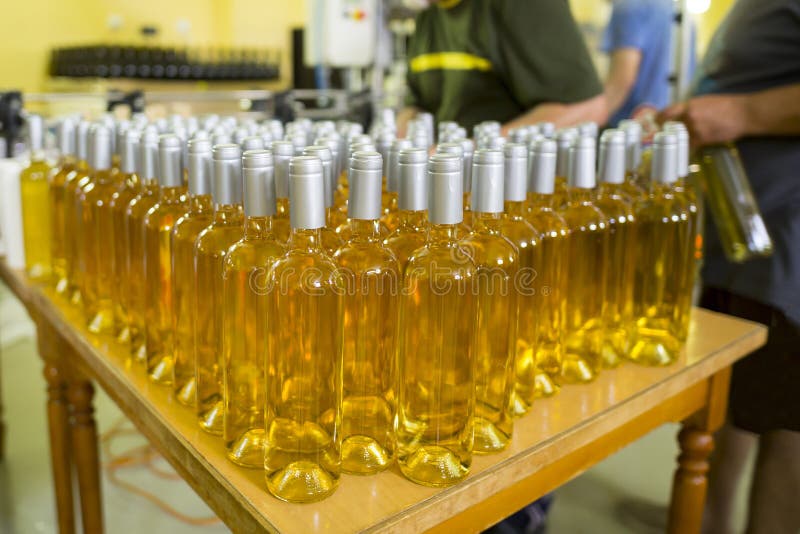 White wine bottles in a winery ordered for labeling before packed and shipped for sale. White wine bottles in a winery ordered for labeling before packed and shipped for sale