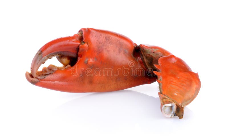 Boiled crab claws isolated on white background. Boiled crab claws isolated on white background