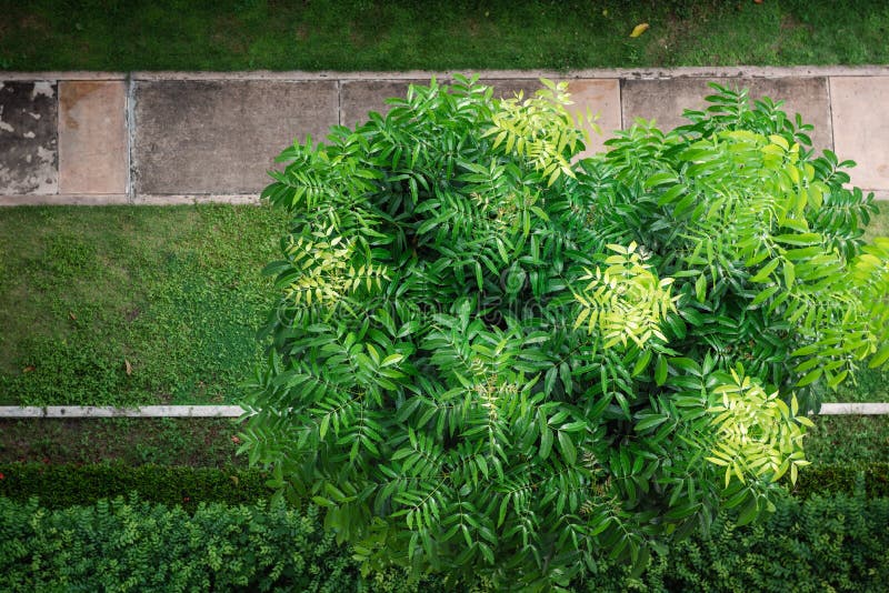 Garten-Baum mit grünem Laub und schöne Zweigniederlassung von der oben genannten Winkelsicht, Beschaffenheits-Hintergrund des tro stockfotografie