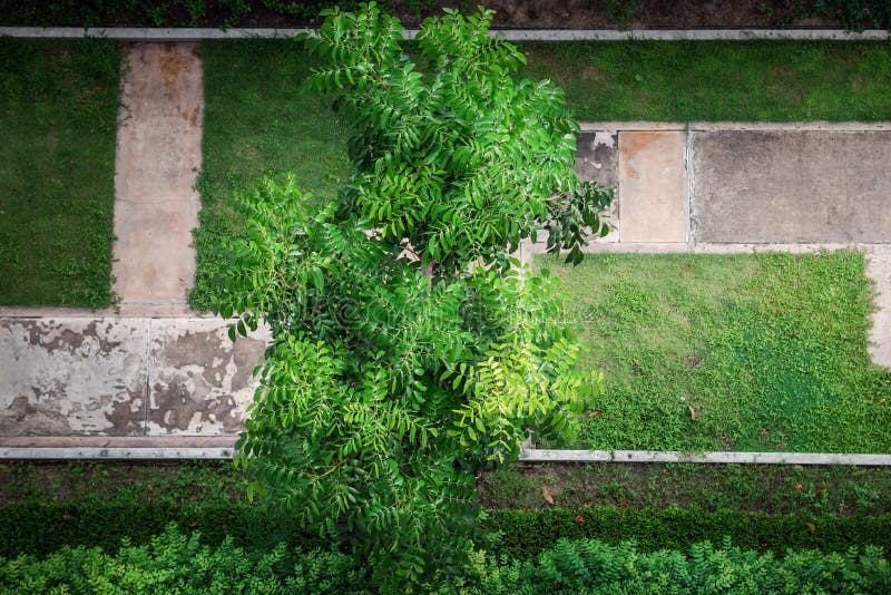 Gartenbaum mit grünem Blattwerk und schöner Zweig von oben Blick Naturhintergrund von tropischen Baum für Dekoration lizenzfreies stockbild