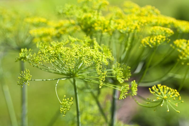 GartenDill stockbild. Bild von dill, garten 29388427