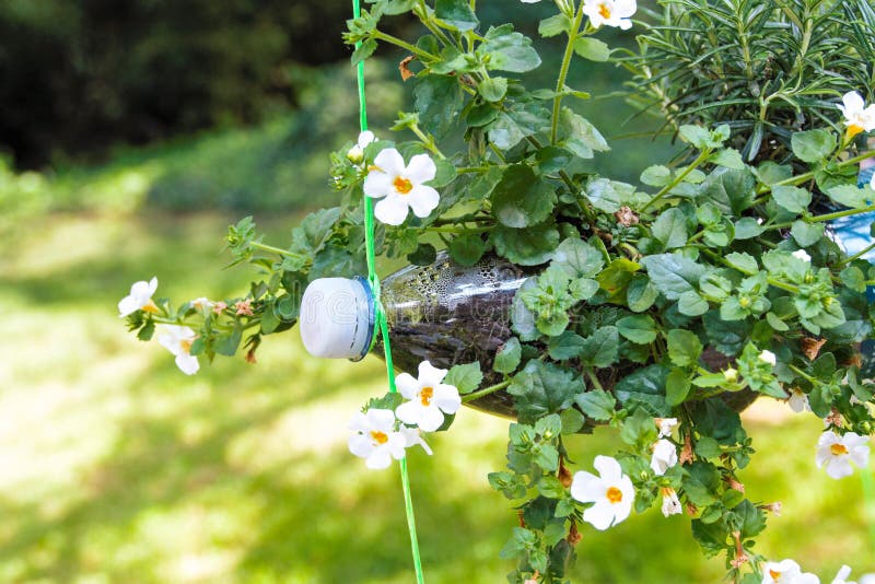 Garten in einer Flasche stockfoto. Bild von laub, kohlpflanzen 90777844