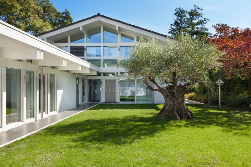 Garten Eines Modernen Hauses Mit Olivenbaum Stockfoto Bild von mode