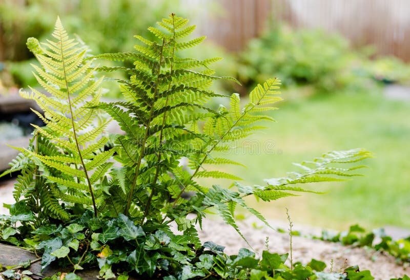 Farne im Garten stockbild. Bild von garten, nave, schönheit 41597329
