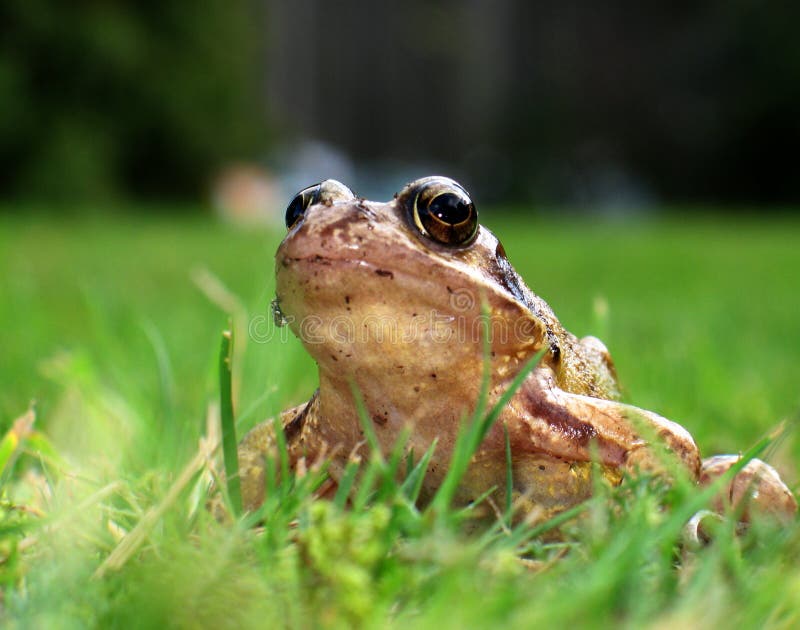 GartenFrosch stockfoto. Bild von amphibisch, tarnung