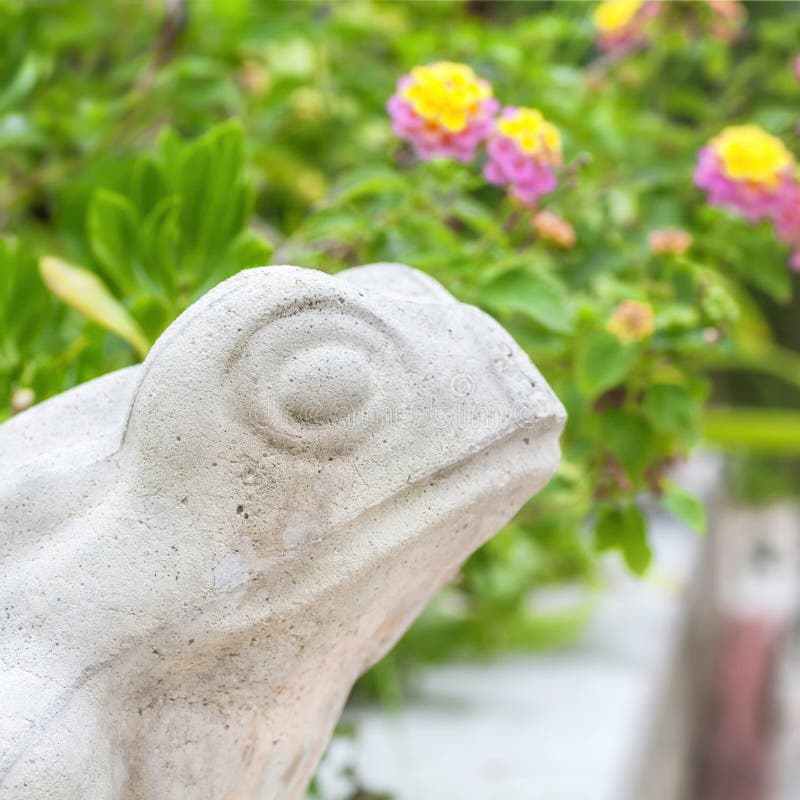 Frosch im Garten stockbild. Bild von frosch, nave, regen