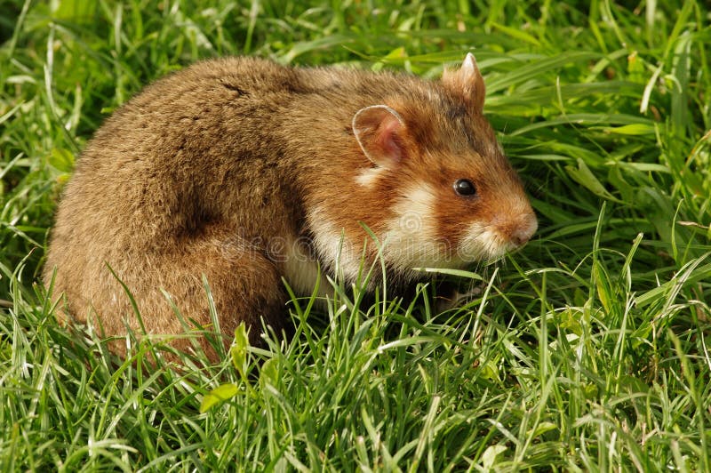Haselmaus auf Blume stockfoto. Bild von nave, eichhörnchen