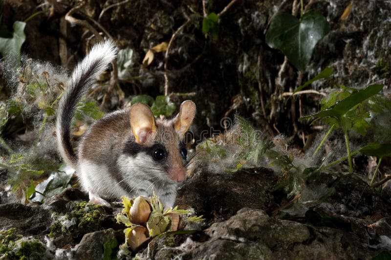 GartenHaselmaus, Eliomys Quercinus, Nach Nahrung Suchend