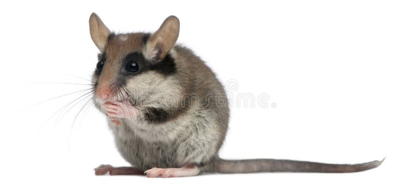 GartenHaselmaus, Eliomys Quercinus, 2 Monate Alte