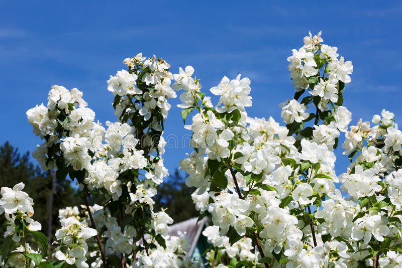 GartenJasmin stockfoto. Bild von nave, hintergrund, strauch 73721868
