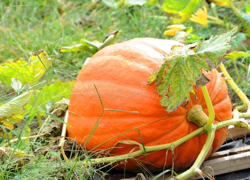 41+ schlau Bild Kürbis Garten Kürbis im Garten Kati