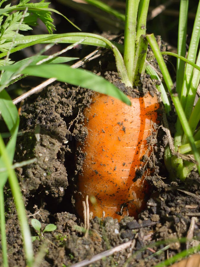 Garten-Karotte lizenzfreies stockbild Garten-Karotte lizenzfreies stockbild