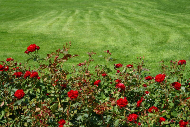 Garten-Landschaft stockbild Garten-Landschaft stockbild