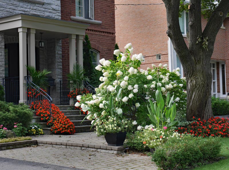 Garten mit großem weißem Hydrangebusch lizenzfreies stockfoto