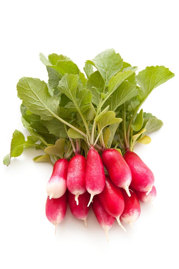Roter GartenRettich stockfoto. Bild von rund, nahrung