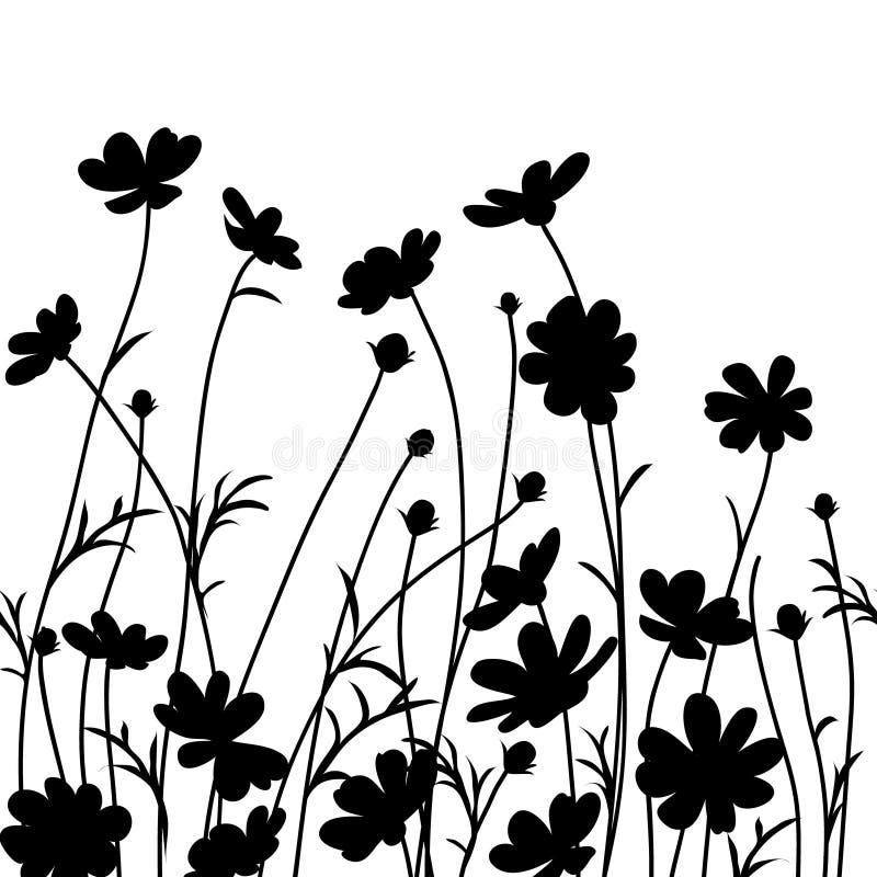 Garten am Sommer Kosmosblumenschattenbild lokalisiert auf Weiß Auch im corel abgehobenen Betrag