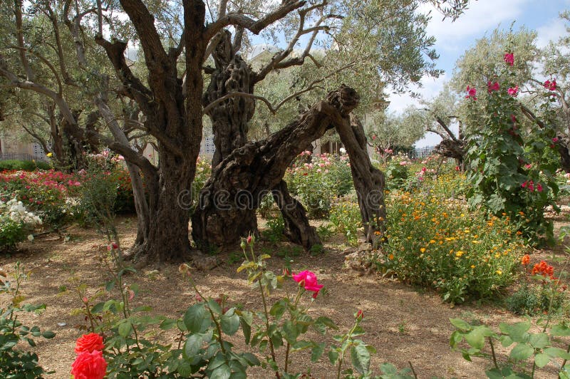 Garten von Gethsemane stockfoto. Bild von blume, garten 22254518