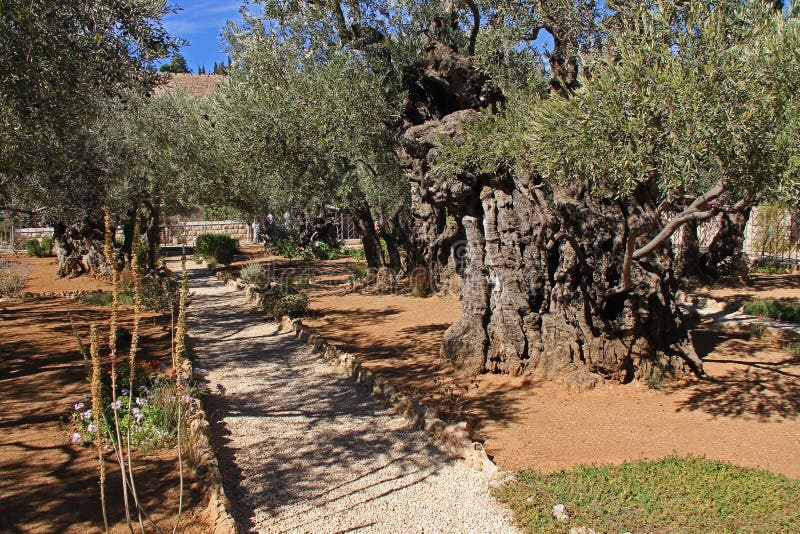 Der Garten Gethsemane in Heiligem Jerusalem Stockbild Bild von grün