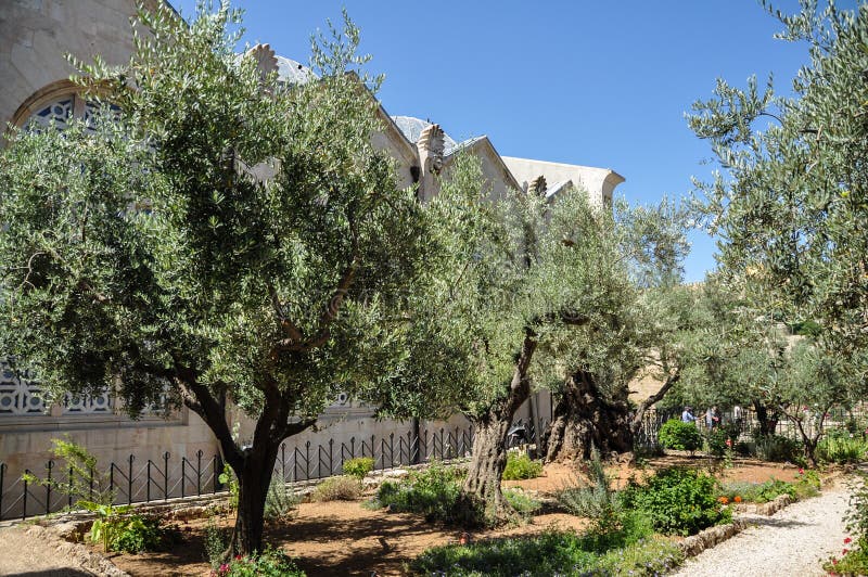 Garten Von Gethsemane in Jerusalem Stockbild Bild von jerusalem, grün