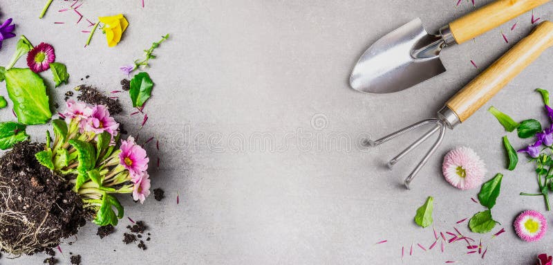 Gartenarbeithintergrund mit Garten übergeben Werkzeug- und Sommerblumenanlage auf grauem Steinhintergrund lizenzfreies stockbild