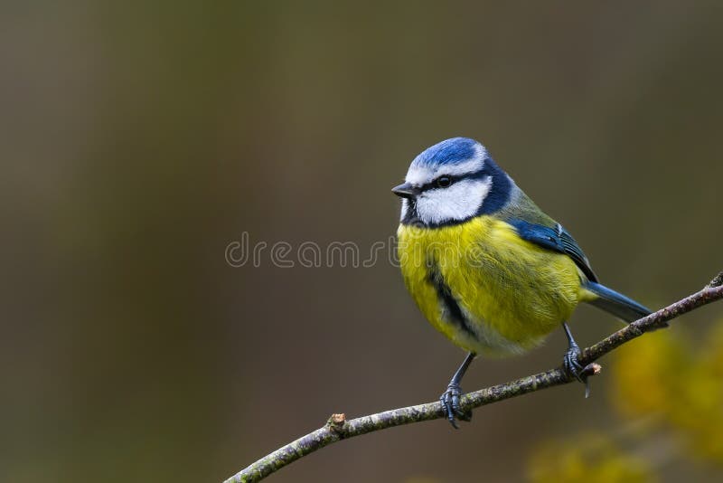 Gartenfrühjahrblaumeise lizenzfreies stockfoto Gartenfrühjahrblaumeise lizenzfreies stockfoto