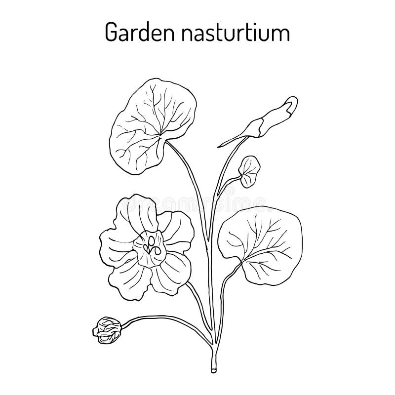 Gartenkapuzinerkäse Tropaeolum majus oder Inder oder Mönchkresse Ornamental und Heilpflanze