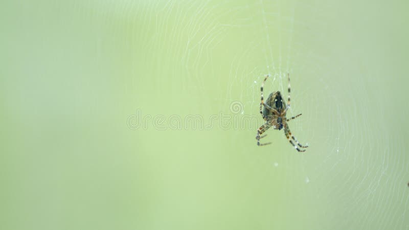 Close up. Garden cross spider with its prey. Cross spider araneus diadematus female in center of web. Close up. Garden cross spider with its prey. Cross spider araneus diadematus female in center of web.