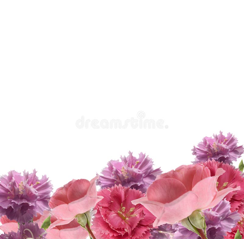 Gartennelken und Roserand lizenzfreies stockbild Gartennelken und Roserand lizenzfreies stockbild