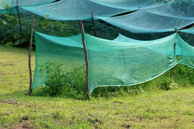 GartenStangen stockfoto. Bild von jahreszeit, grün