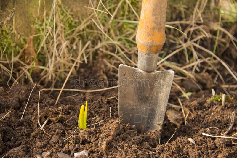 Gartenschaufel in einem Frühlingsbett stockbild Gartenschaufel in einem Frühlingsbett stockbild