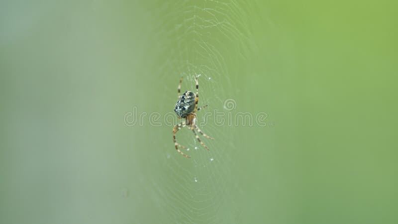 Close up. European garden spider araneus diadematus in its web. Beautiful big spider. Close up. European garden spider araneus diadematus in its web. Beautiful big spider.