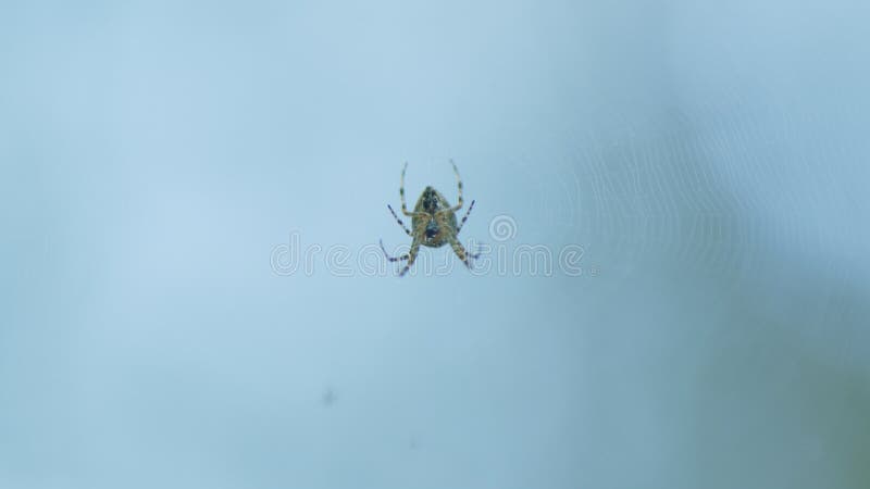 Close up. European garden spider. Cross spider in web araneus diadematus. Close up. European garden spider. Cross spider in web araneus diadematus.