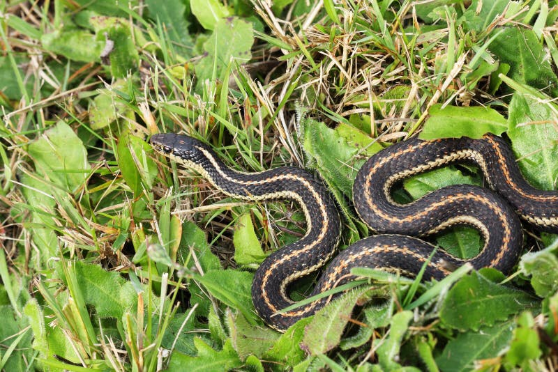 Garter Snake