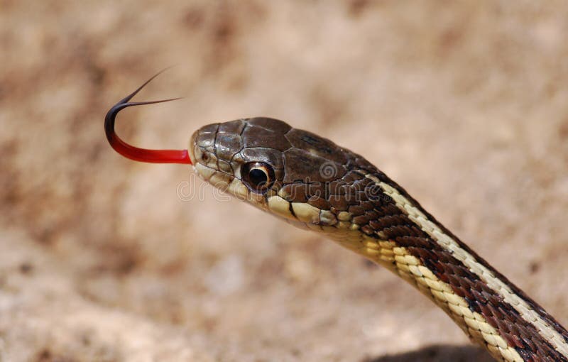 Garter Snake