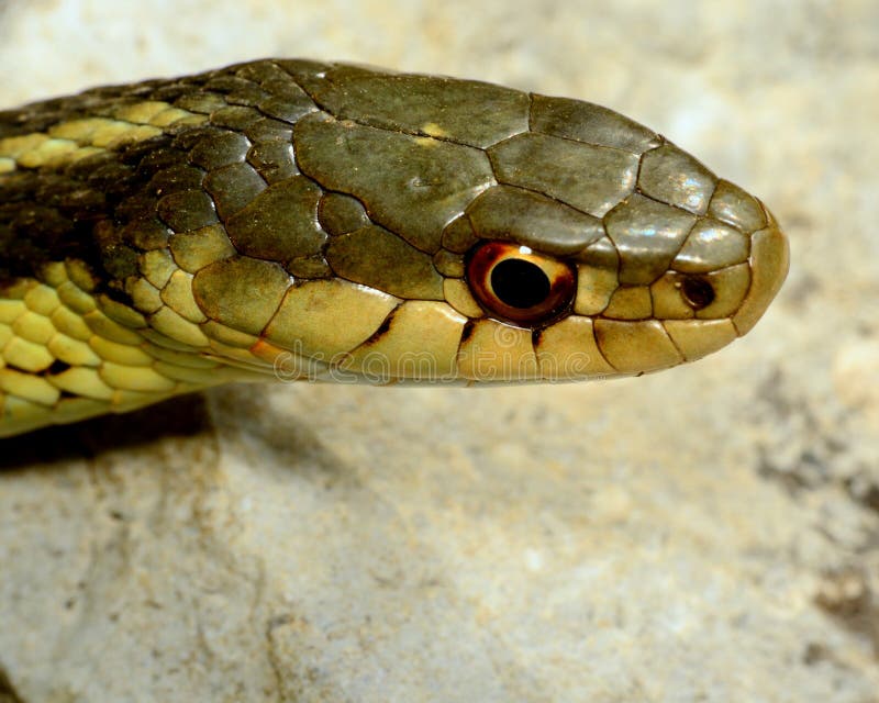 Snake Head stock photo. Image of evil, detail, fields, closeup 675012