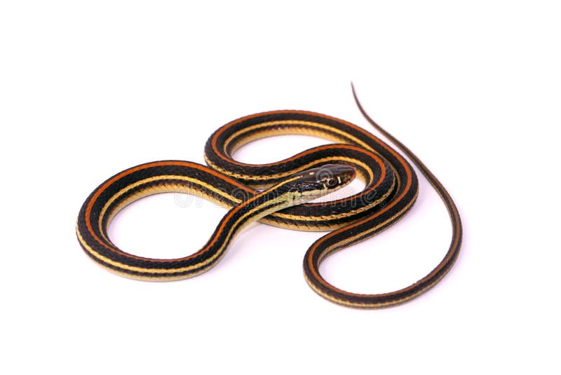 Garter Snake