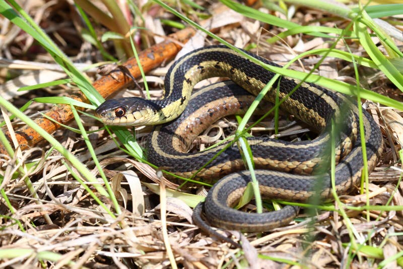 Garter Snake (Thamnophis sirtalis)